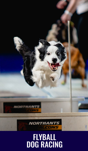 2026-Dogs-block
